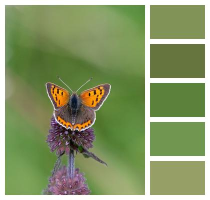 Flower Small Copper Butterfly Image